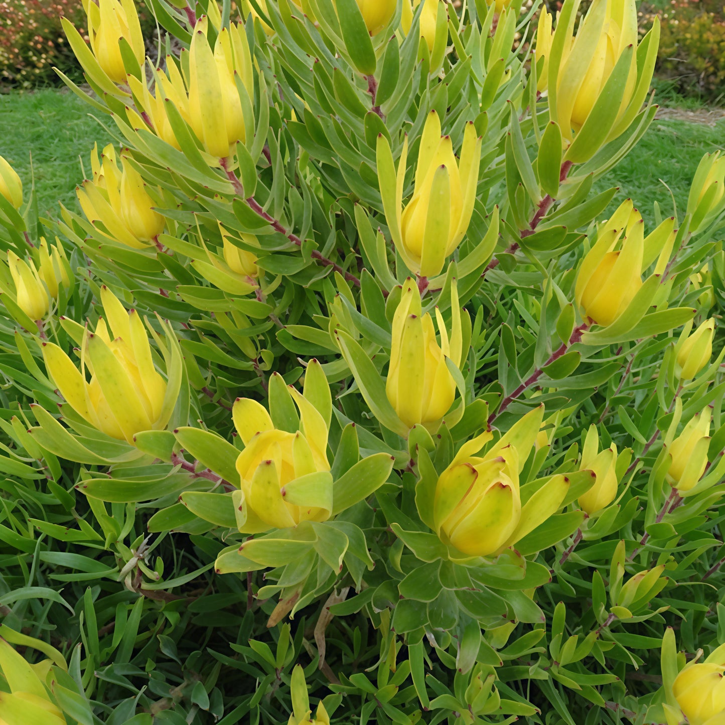 Leucadendron laureolum (Peninsula Conebush)