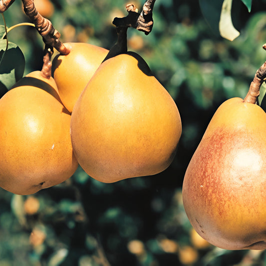 Pyrus communis 'Taylor's Gold' (Pear)