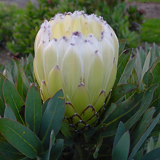 Protea 'New Moon'