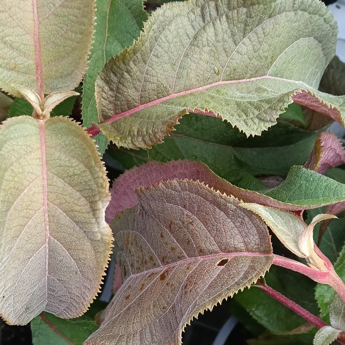 Hydrangea aspera 'Hot Chocolate' (Lacecap Hydrangea)