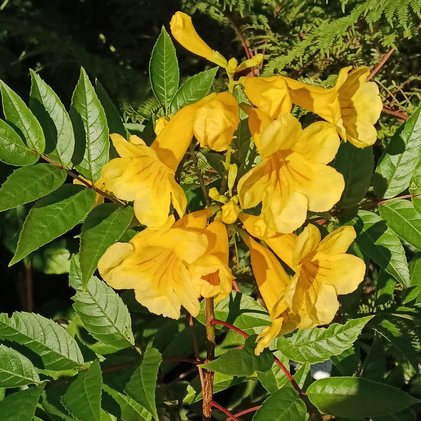 Tecoma stans 'Mayan Gold' (Esperanza, Yellow Elder)