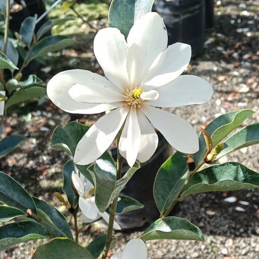 Magnolia 'Inspiration' (Magnolia) PVR