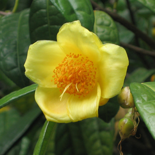 Camellia petelotii (Golden Camellia)