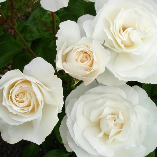 Rosa 'White Romance' (Rose)