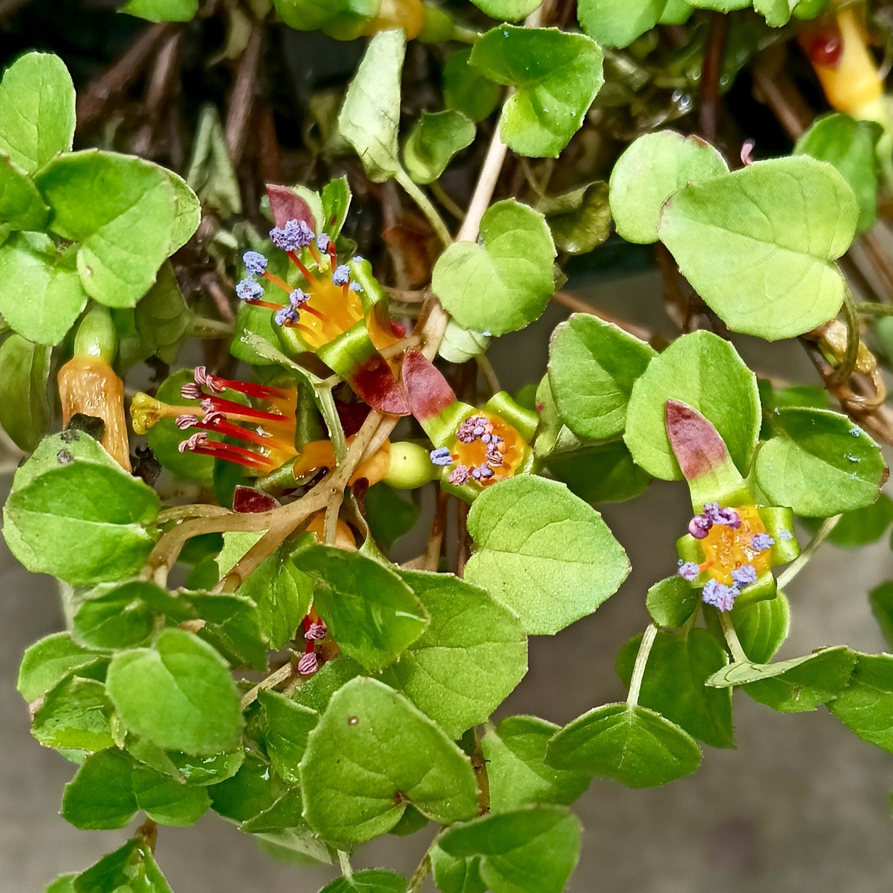 Fuchsia procumbens (Creeping Fuchsia) Pikirangi Online Garden Centre