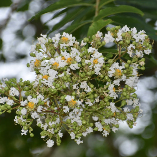 Lagerstroemia subcostata var. fauriei (Taiwan Crepe Myrtle)