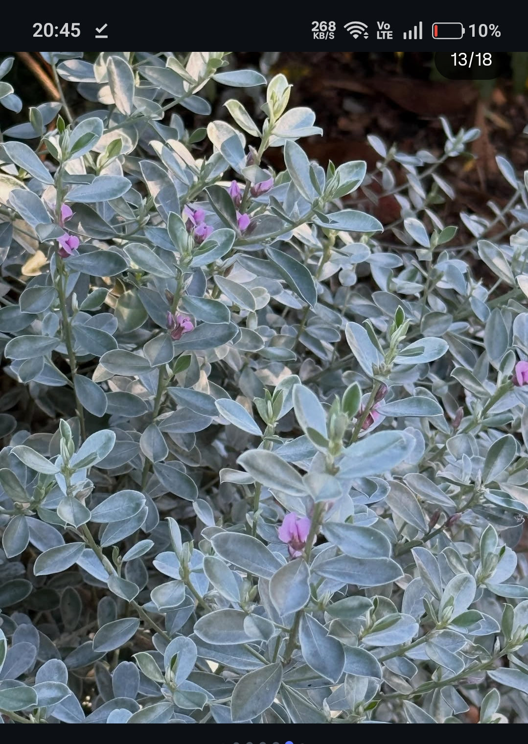 Podalyria sericea (Satin Bush)