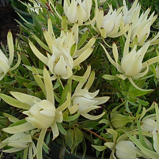 Leucadendron 'lncisum' (Conebush)