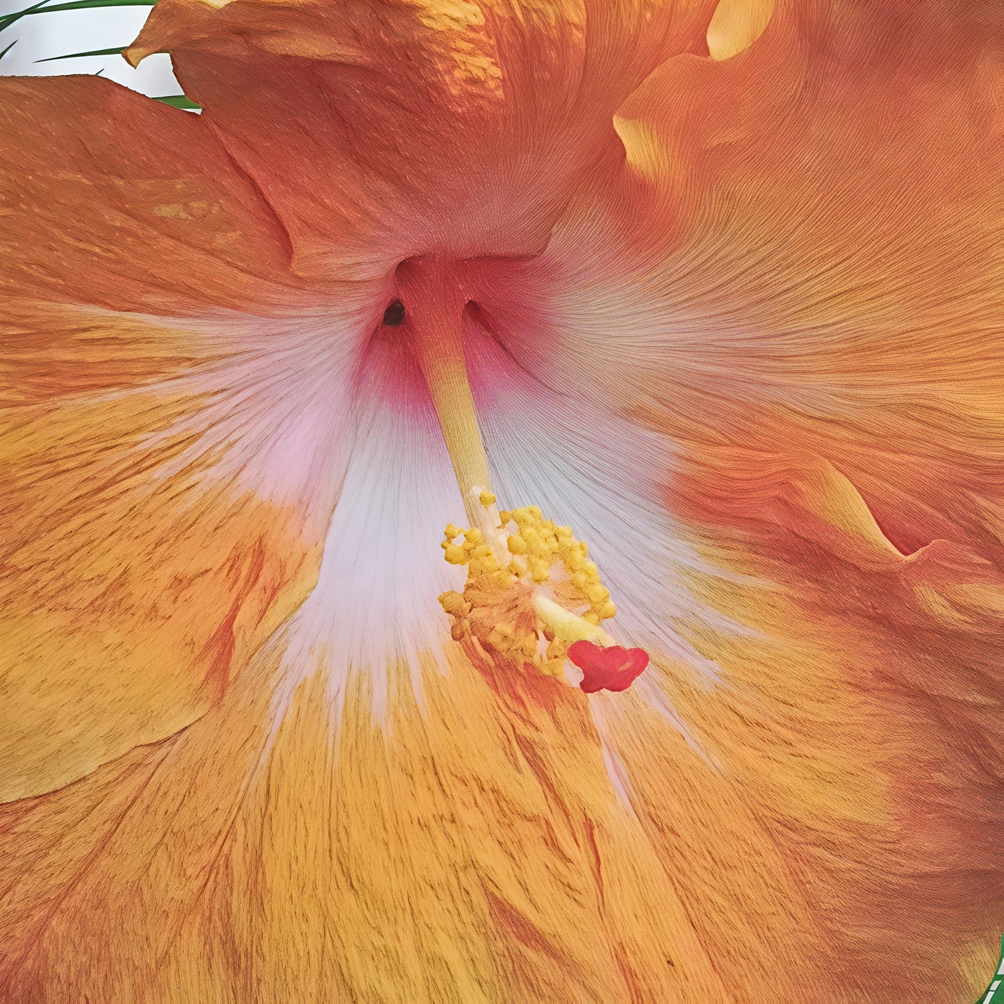Hibiscus x rosa-sinensis
'Golden Queen' (Fijian Hibiscus)