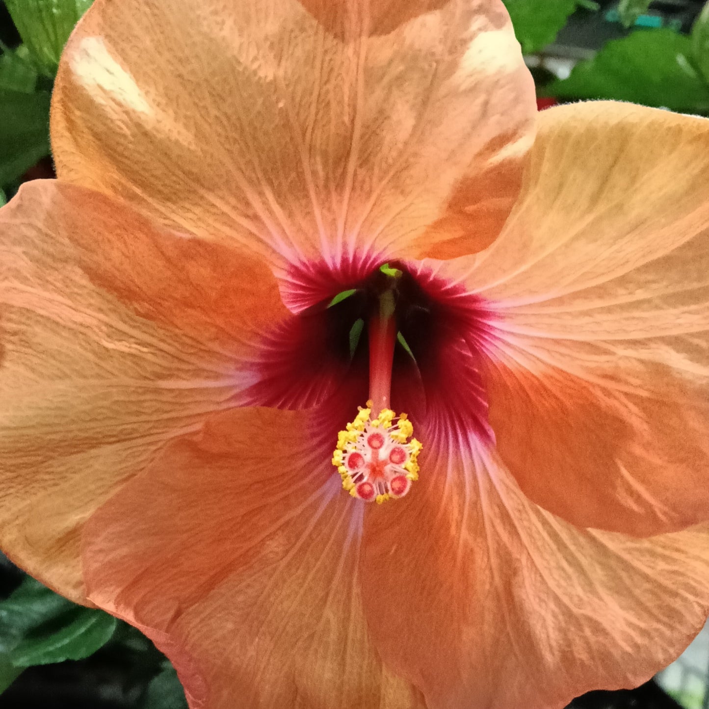 Hibiscus rosa-sinensis HibisQs® 'Adonicus Apricot'