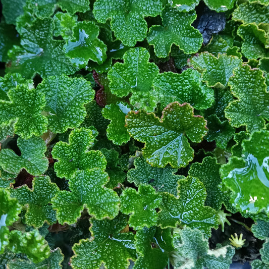 Rubus rolfei (Creeping Raspberry, Orangeberry)