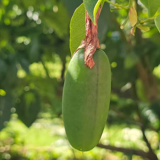 Passiflora racemosa (Red Passion Flower)