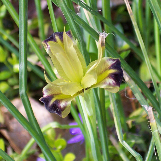 Iris tuberosa (Snake's-head Iris)