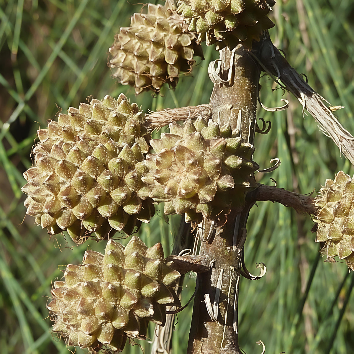 Casuarina cunninghamii (River She-oak)