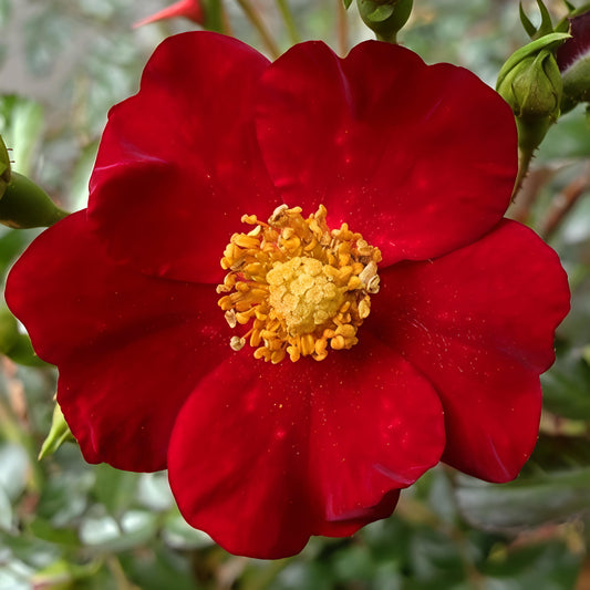 Rosa Flower Carpet® 'Red' (Carpet Rose)