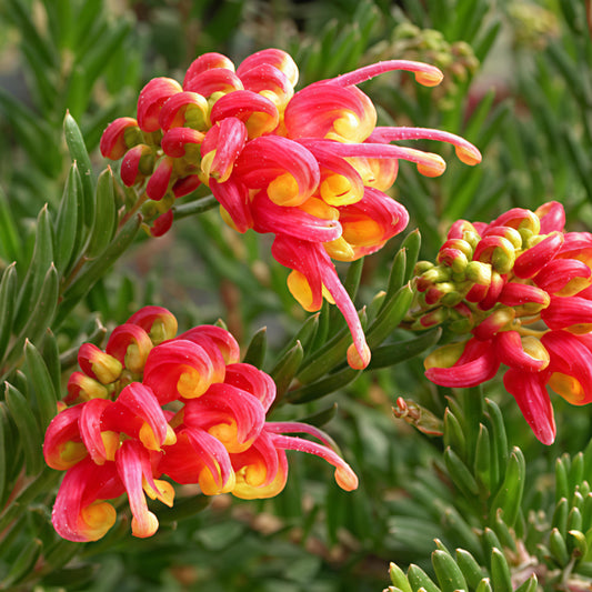Grevillea 'Fireworks' PVR (Spider Flower)