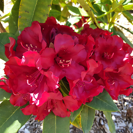 Rhododendron 'Black Magic'