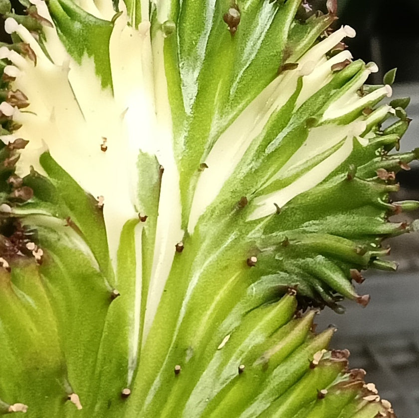 Euphorbia lactea 'Cristata' (Coral Cristata)