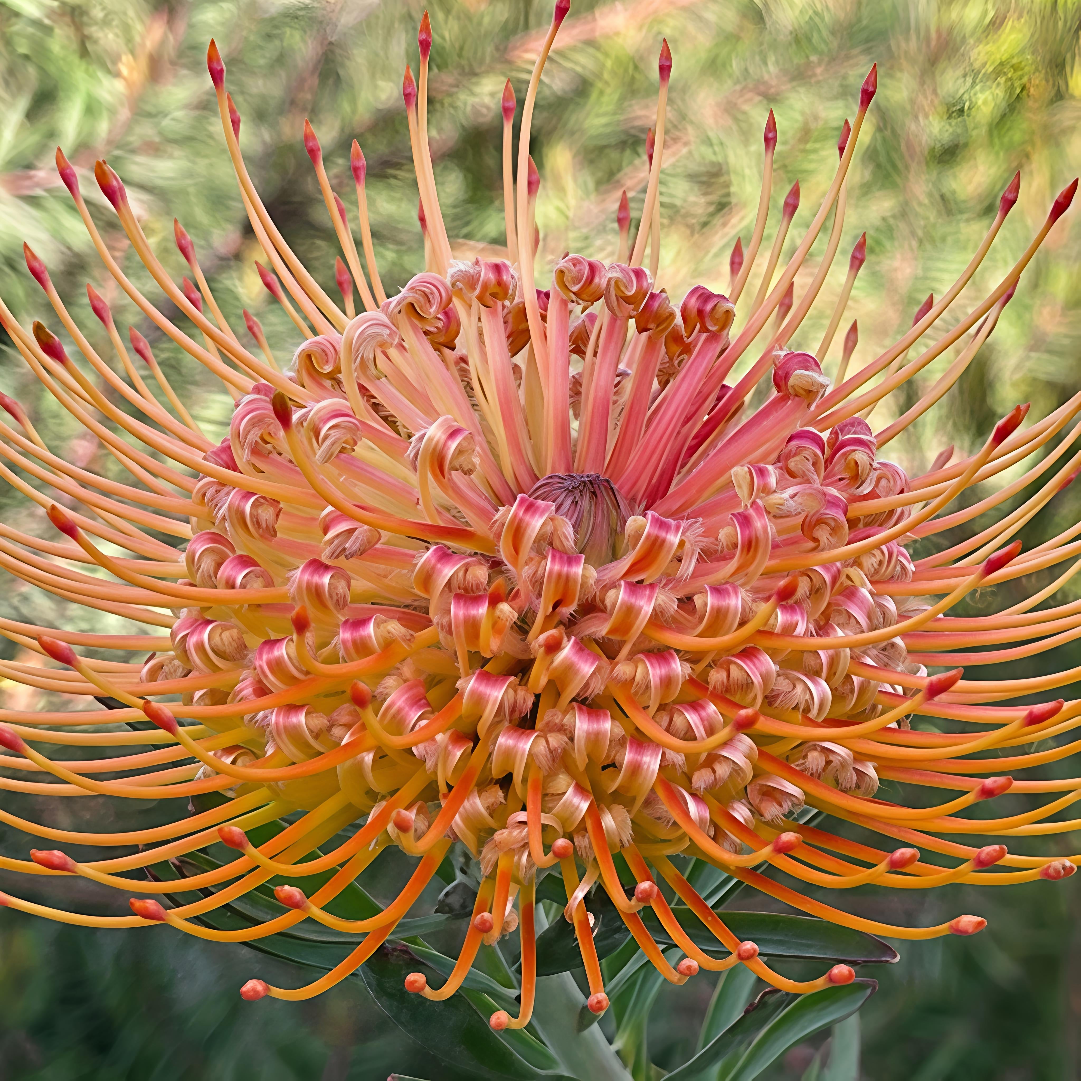 Leucospermum 'Kheng' (Pincushion) – Pikirangi Online Garden Centre