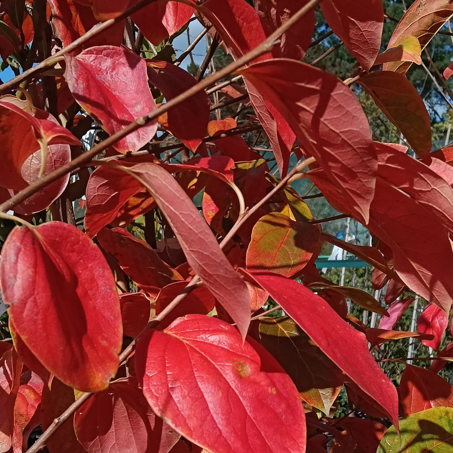 Diospyros kaki 'Fuyu' (Japanese Persimmon)