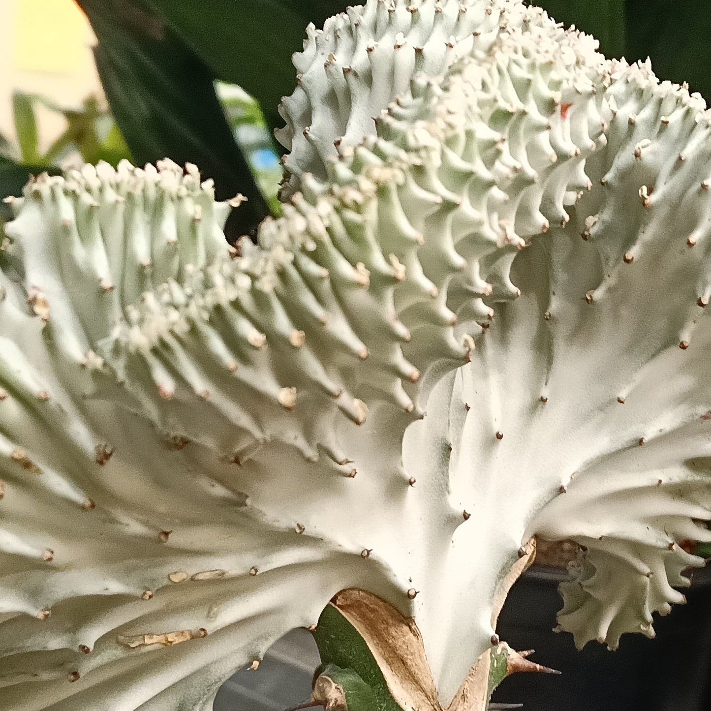Euphorbia lactea 'Cristata' (Coral Cristata)