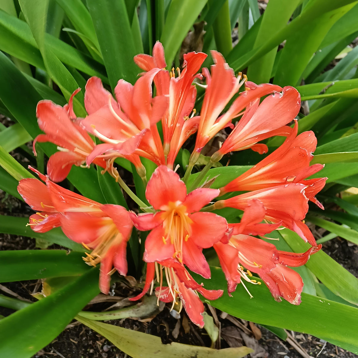 Clivia miniata 'Grandiflora' (Kaffir Lily)