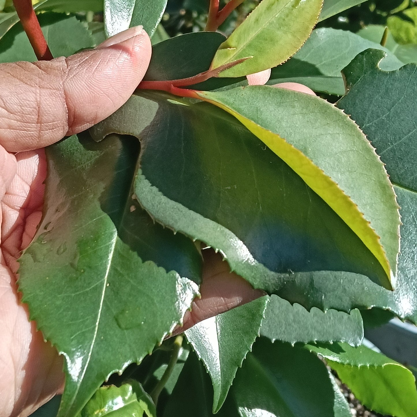 Camellia taliensis (Wild Tea, Fried Egg Plant)