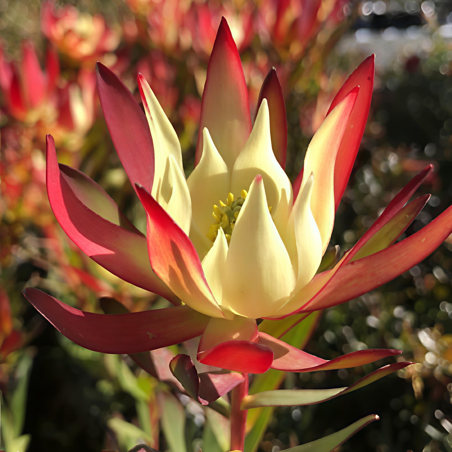 Leucadendron 'Amy' (Conebush)