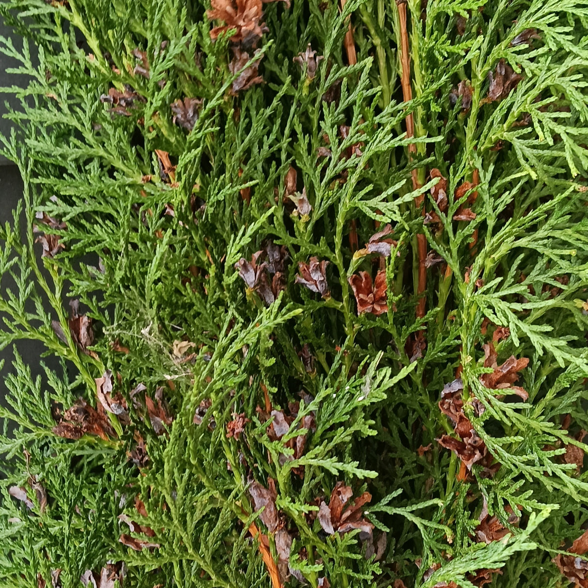 Thuja orientalis 'Blue Cone' (Blue Cone Arborvitae)