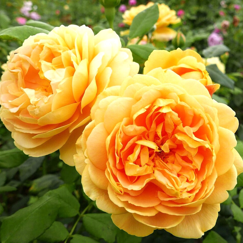 Rosa 'Golden Celebration' (Rose)
