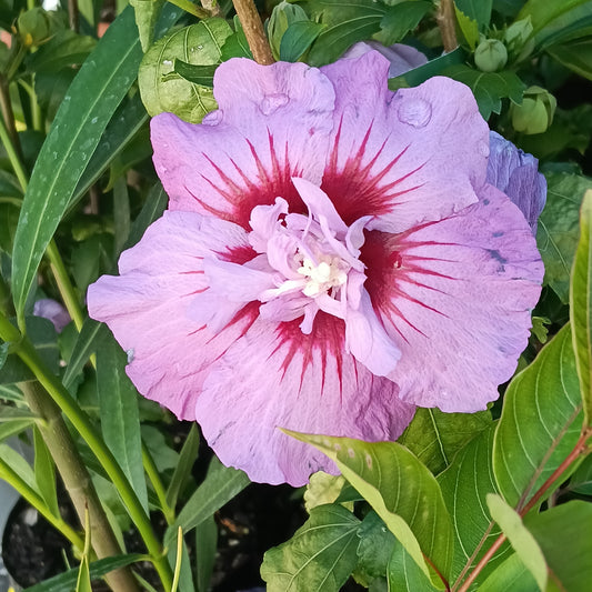 Hibiscus syriacus 'Coelestis' (Rose of Sharon)