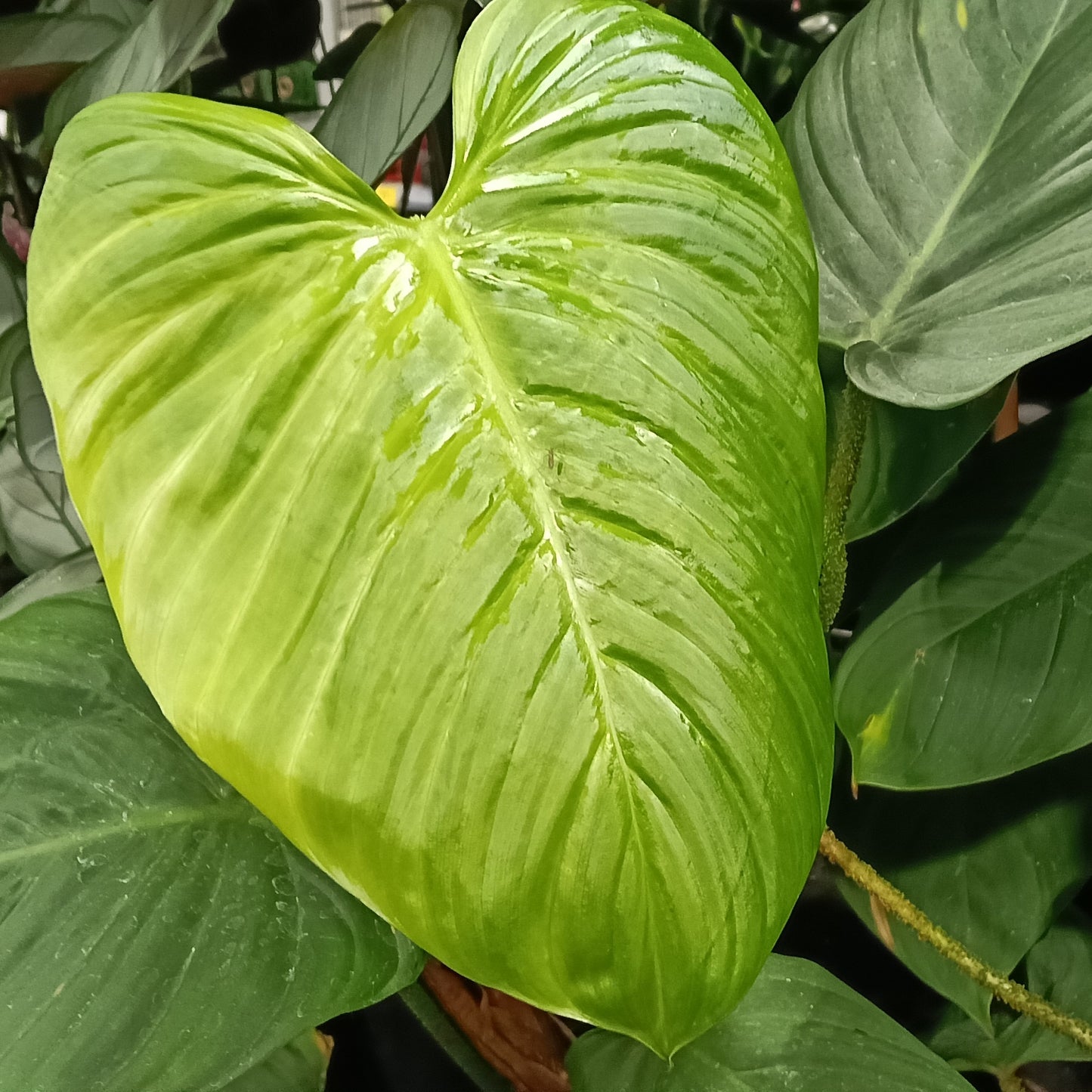Philodendron gloriosum (Creeping Velvet Philodendron)