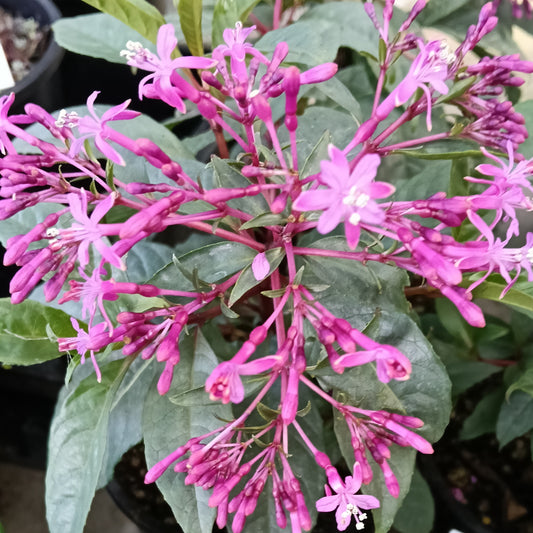 Fuchsia arborescens (Tree Fuchsia)