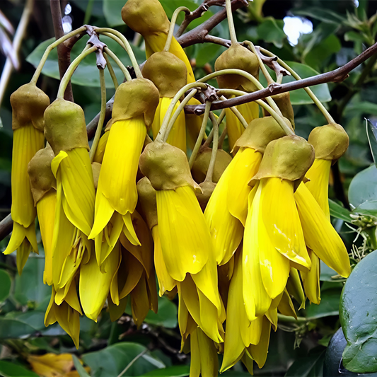 Sophora chathamica (Coastal Kōwhai)