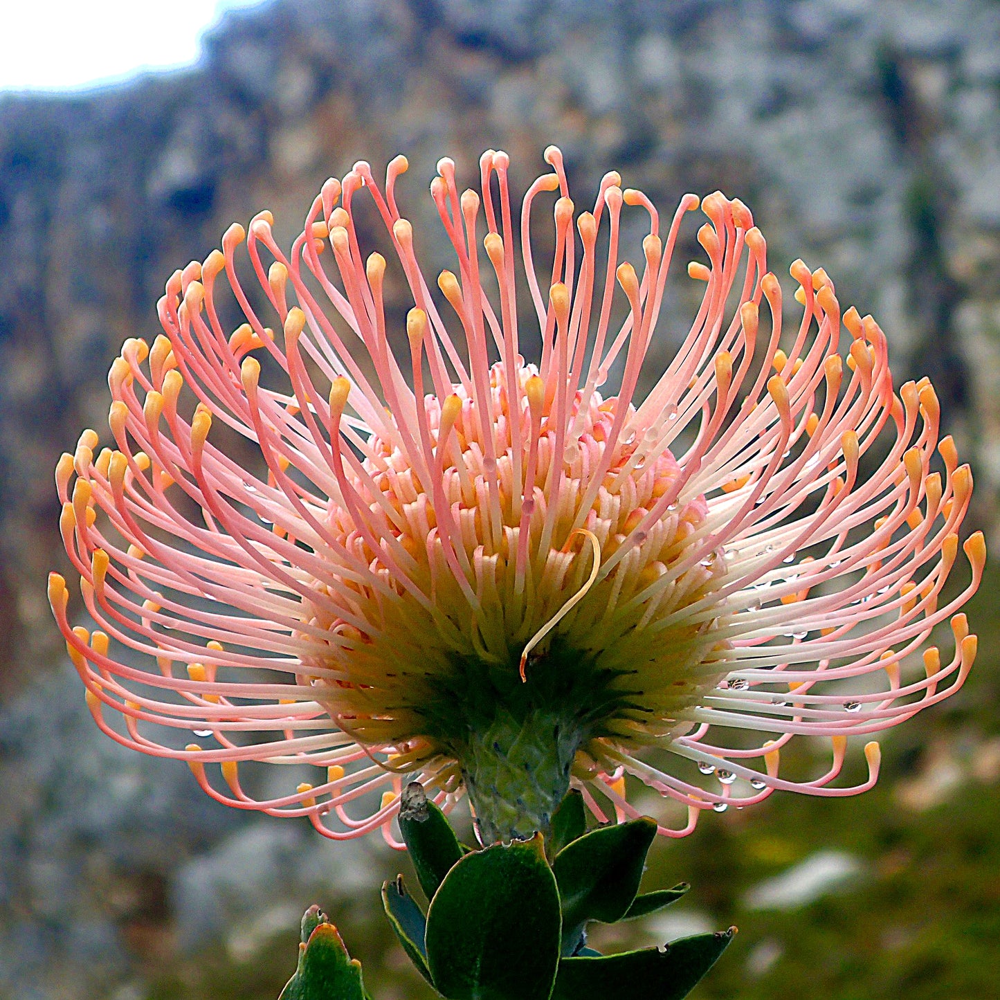 Leucospermum cordifolium 'Flamespike' (Ornamental Pincushion)