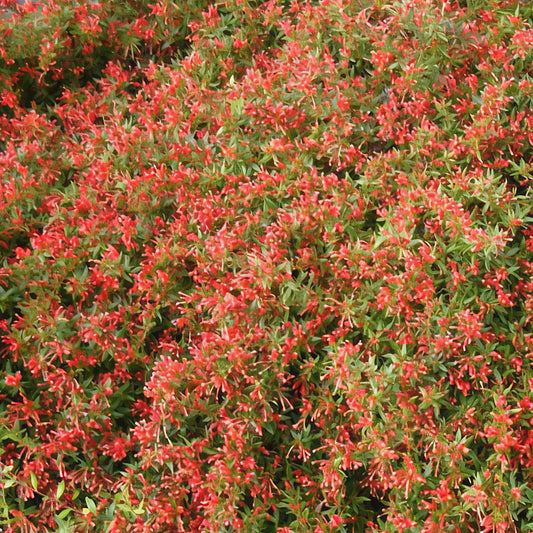 Grevillea fasciculata (Spider Flower)
