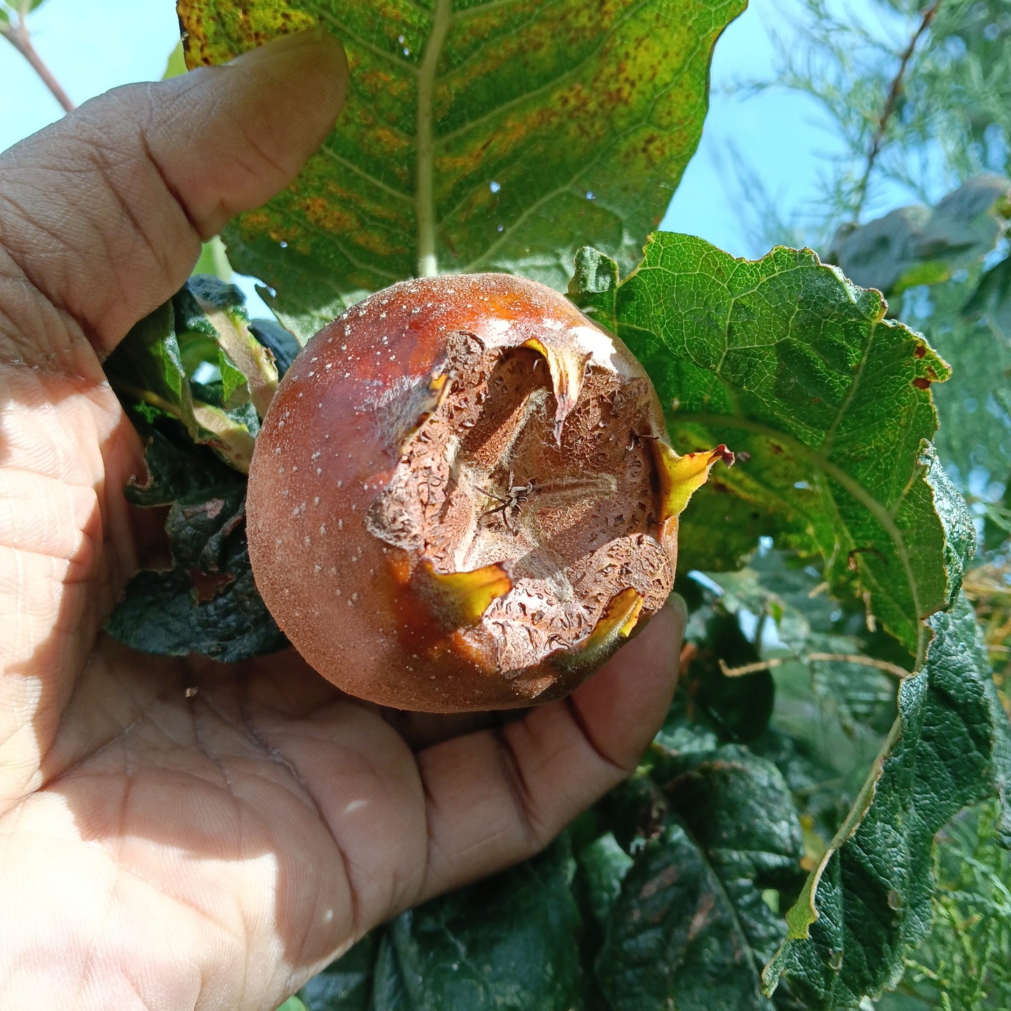 Mespilus germanica (Medlar)