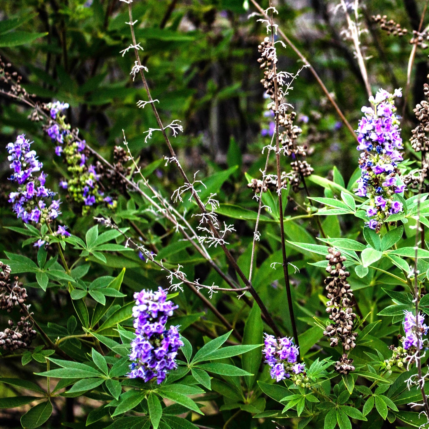 Vitex agnus-castus (Chaste Tree)