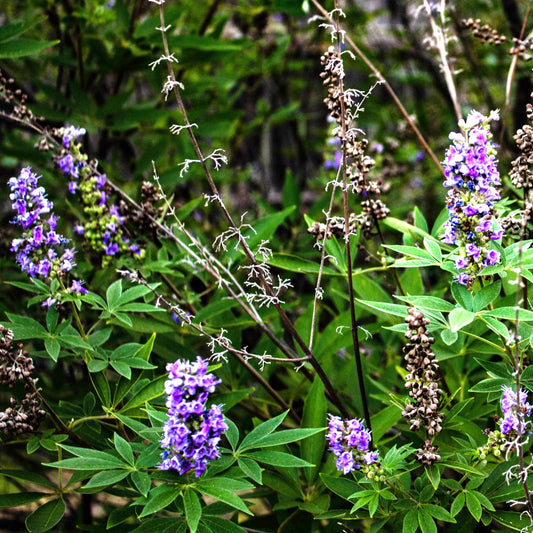 Vitex agnus-castus (Chaste Tree)