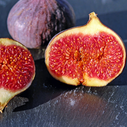 Ficus carica 'Ronde de Bordeaux' (Fig)