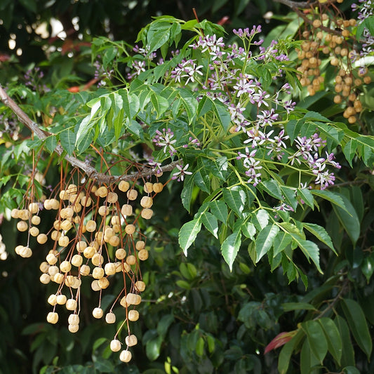 Melia azedarach (Chinaberry Tree, Indian Lilac)