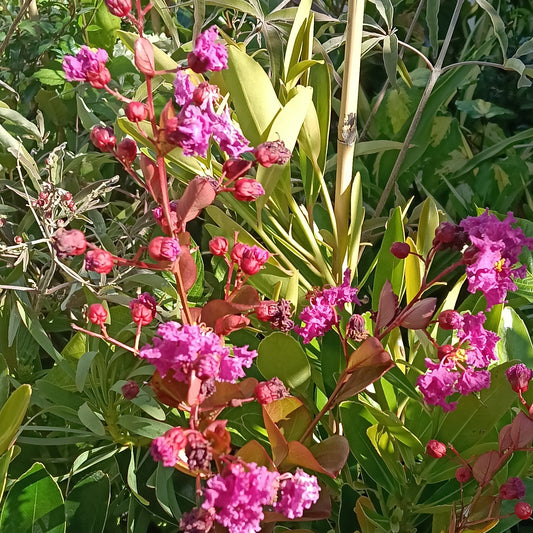 Lagerstroemia indica 'Bergerac' (Crepe Myrtle)
