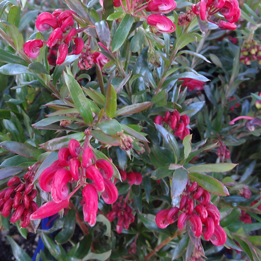 Grevillea 'Poorinda Rondeau' (Spider Flower)