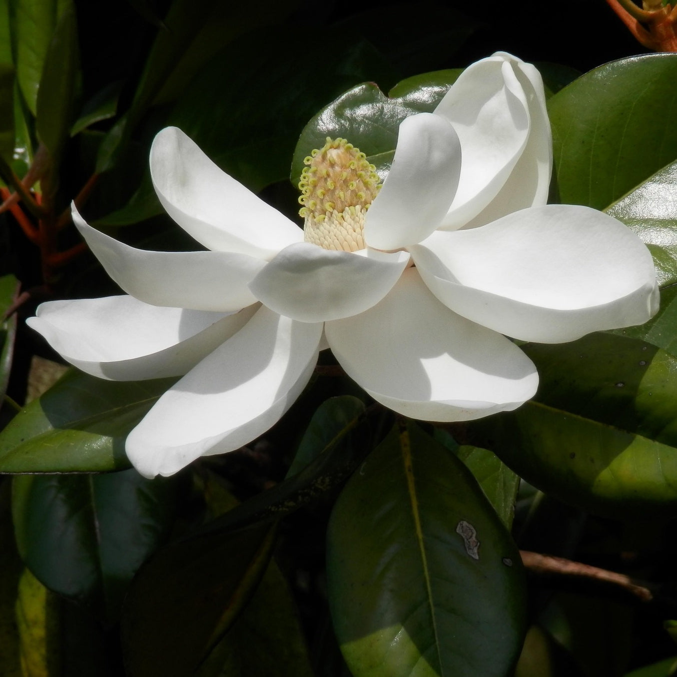 Magnolia grandiflora 'Ferruginea' (Evergreen Magnolia)