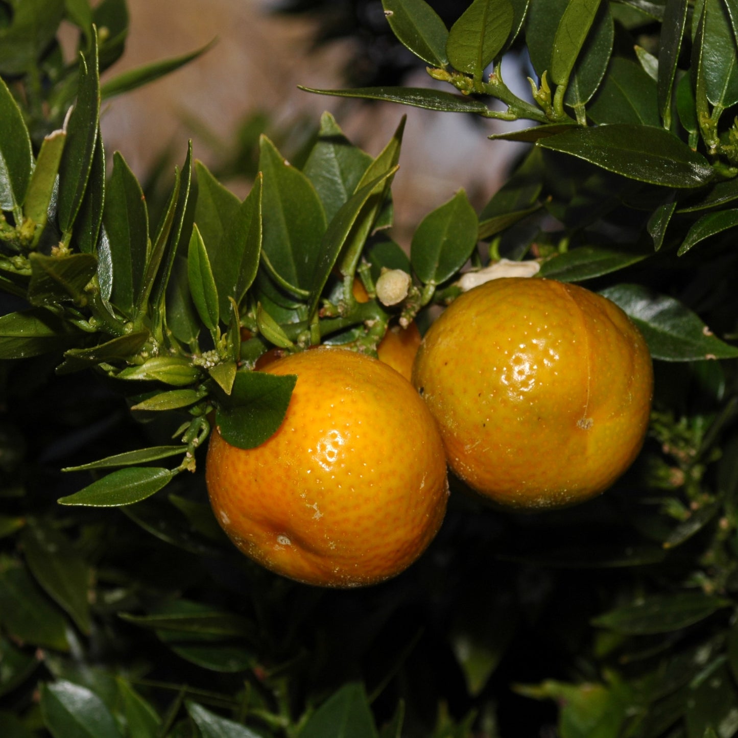 Citrus myrtifolia (Myrtle-leaved Orange, Chinotto)
