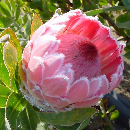 Protea 'Franciscan' (Sugarbush)