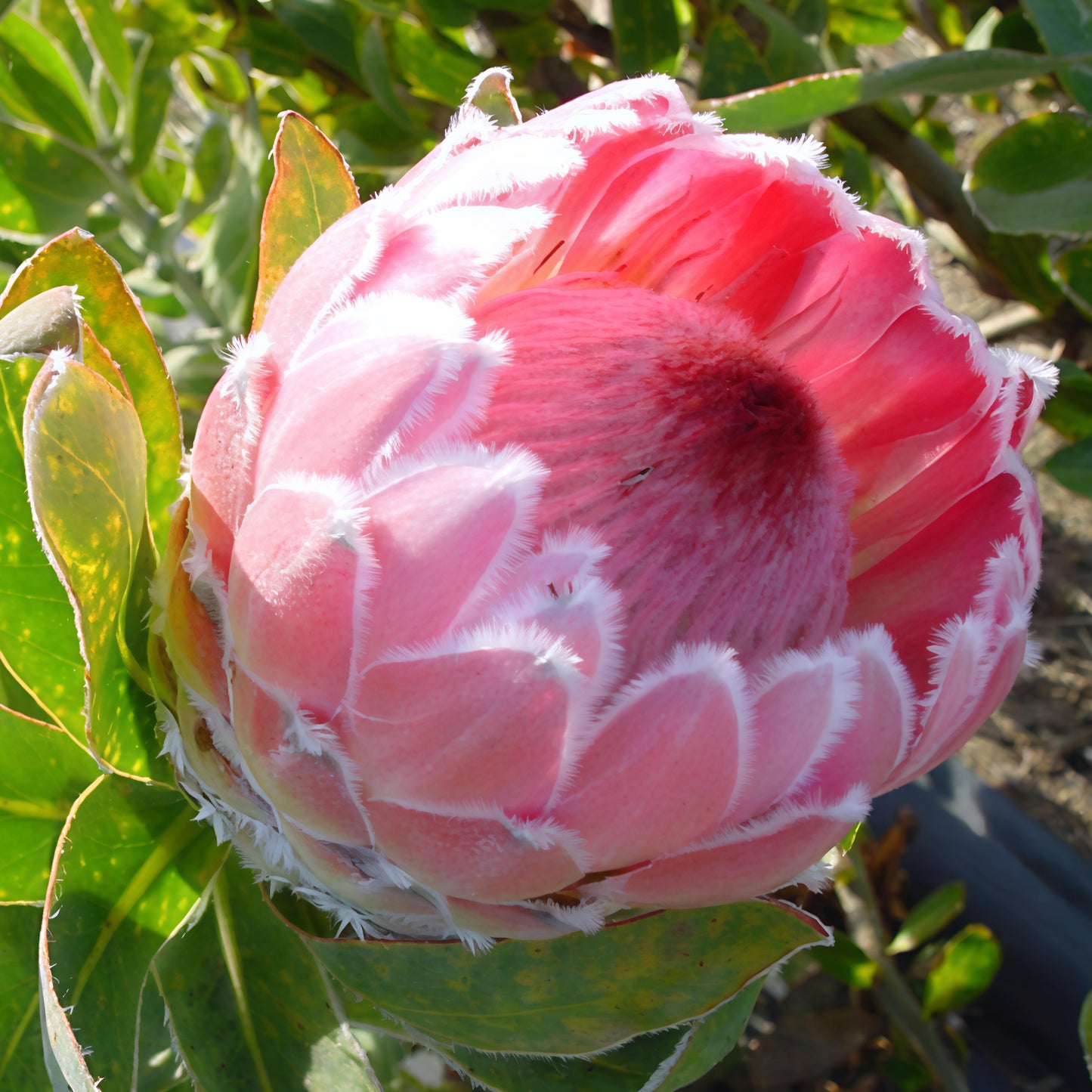 Protea 'Liebencherry' (Sugarbush)
