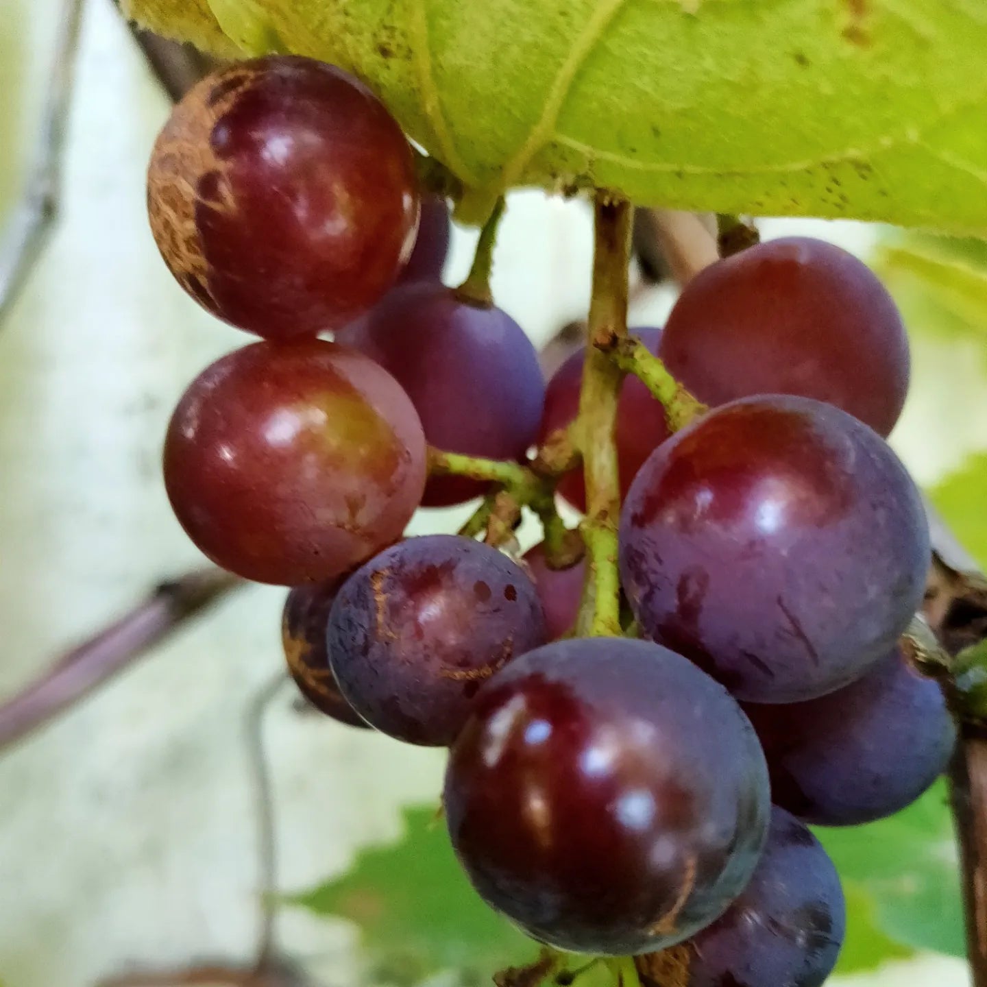 Vitis vinifera x labrusca 'Buffalo' (Grape)