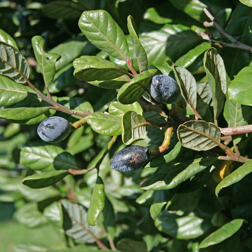 Beilschmiedia tarairi (Taraire)