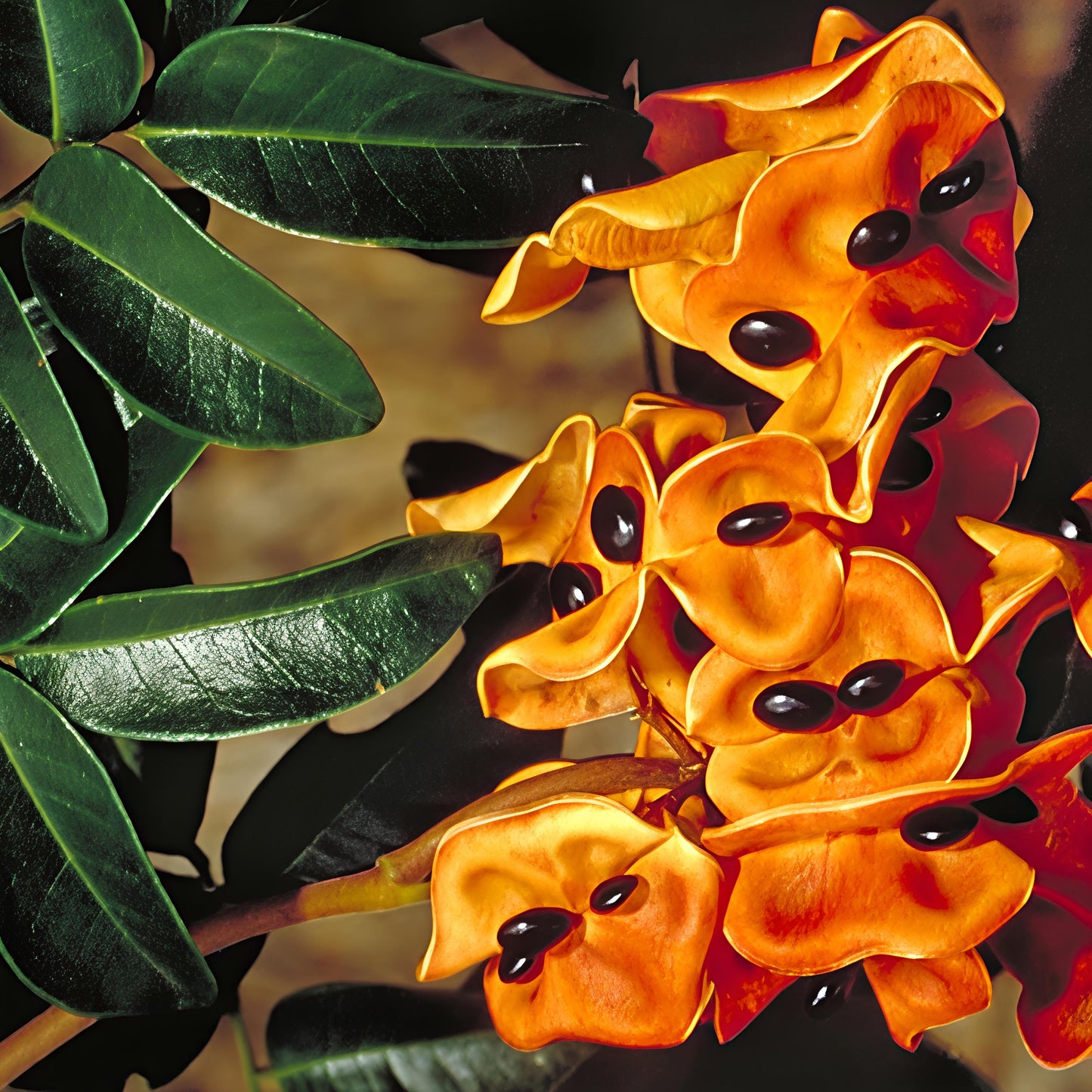 Pararchidendron pruinosum (Snow Wood)